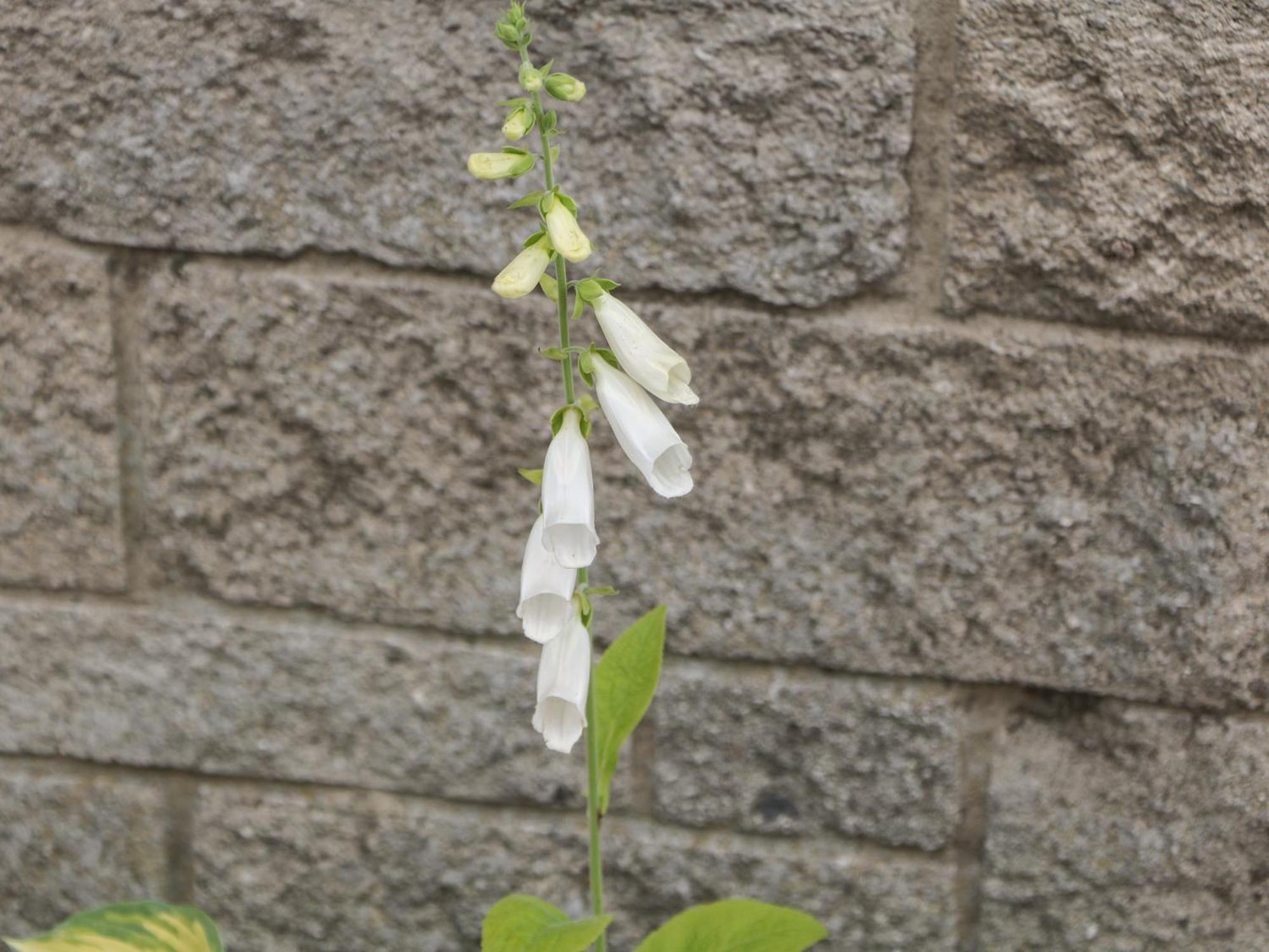 Foxgloves คาสเซิลตัน ภายนอก รูปภาพ